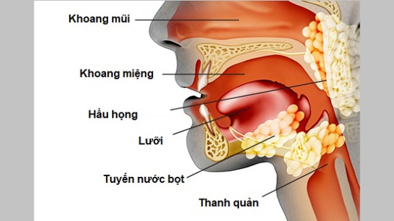 Bệnh bạch hầu: Đường lây truyền, biểu hiện lâm sàng và cách phòng bệnh